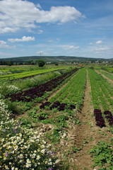 Fototapeta na wymiar champ de plantations de salades