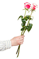 male hand giving two pink roses isolated