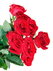 bouquet of red roses isolated on white