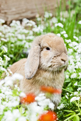 Kaninchen in einer Blumenwiese