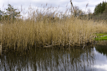 Yellow reeds by the river in the countryside