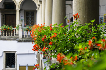 Italian courtyard with flowers