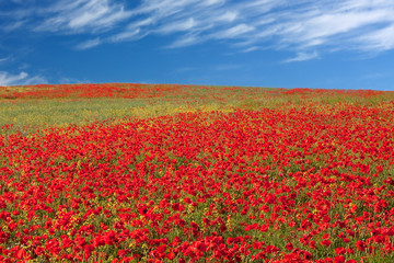 Mohnfeld bei Wismar in Mecklenburg-Vorpommern