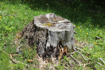 Obraz premium Old tree stump in spring forest