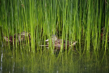 Ente im Seerosen Teich