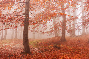 Herbstwald im Nebel im Nationalpark Jasmund auf Rügen