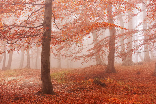 Fototapeta Herbstwald im Nebel im Nationalpark Jasmund auf Rügen