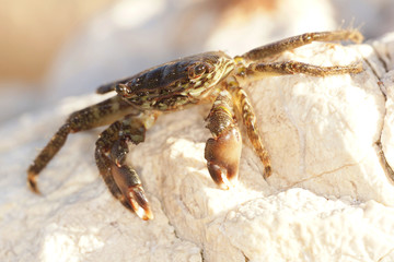 Marbled Rock Crab, Crab
