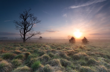 Fototapeta na wymiar misty sunrise over marsh with old tree