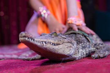 Obraz premium Close Up of Small Alligator on Stage