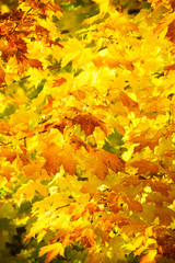 Autumn maple trees background
