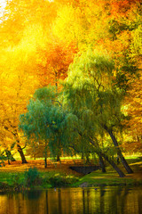 Eau avec des arbres d& 39 automne dans le parc