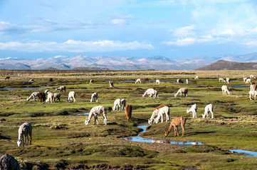Llamas and alpacas are near Arequipa, Peru