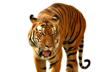 Strong tiger with open mouth on a white background. A powerful tiger close-up. The gaze of a tiger....