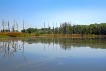 Tote Bäume bei Annenwalde