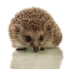 Hedgehog on white background