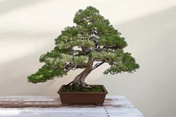 Fotobehang Bonsai Mooie dennenboom bonsai