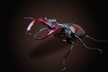 männlicher Hirschhornkäfer