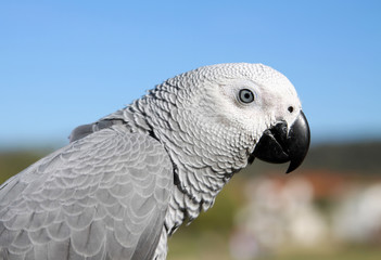 African grey parrot