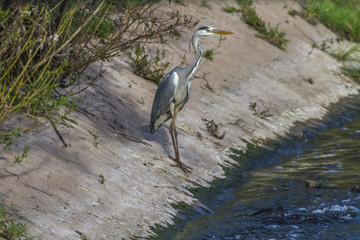 Graureiher (Ardea cinerea)