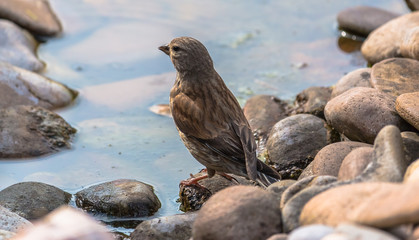 Sparrow