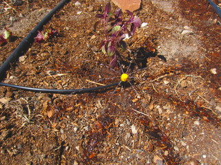 micro drip irrigation in action
