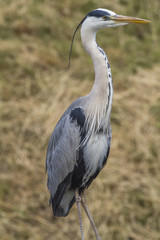 Graureiher (Ardea cinerea)