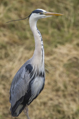 Graureiher (Ardea cinerea)