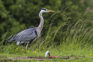 Graureiher (Ardea cinerea)