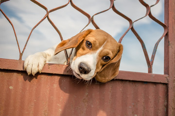Beagle dog stuck his head