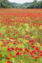 Common poppy flowers, Papaver rhoeas