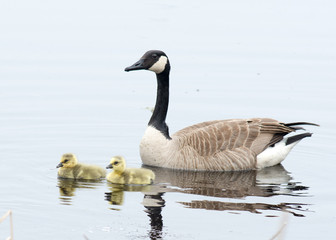 Canada Goose Goslings