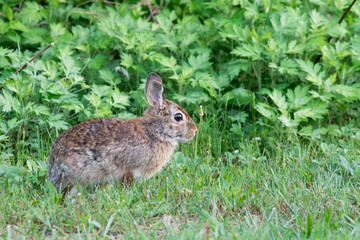 Cottontail Rabbit