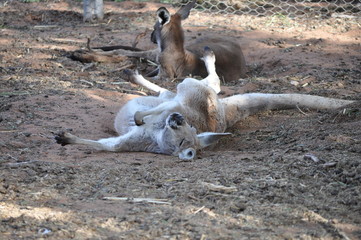 Lazy kangaroo