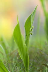 Lily of the valley, Convallaria majalis not yet in bloom