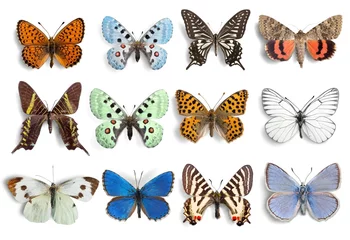 Foto op Plexiglas Butterfly, Insect, Wing. © BillionPhotos.com