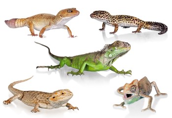 Chameleon, Reptile, Animal.