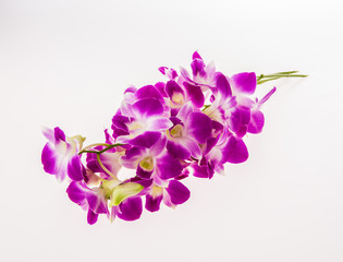 Fototapeta na wymiar vanda orchid on white background