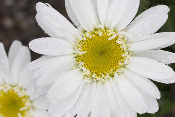 Fototapeta premium Flower - Shasta Daisy