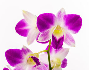 Obraz premium orchidea vanda na białym tle