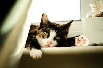 Sultry Feline