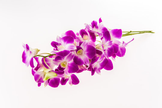 vanda orchid on white background