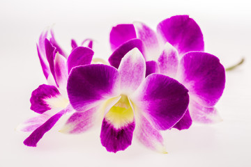 vanda orchid on white background