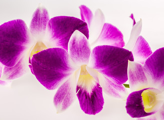 vanda orchid on white background