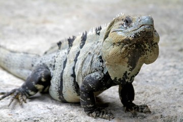 Iguana, Playa del Carmen Mexico