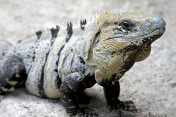 Iguana, Playa del Carmen Mexico