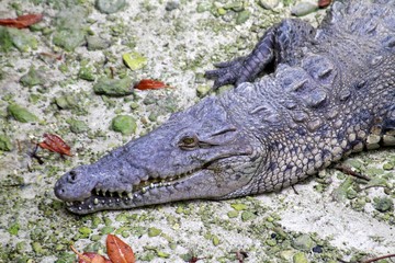 Mexican Crocodile in Xcaret