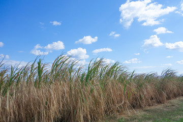 沖縄県　波照間島の風景