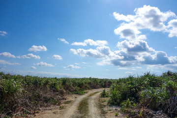Fototapeta na wymiar 沖縄県　波照間島の風景