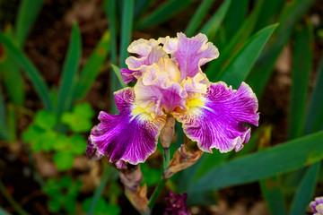 Obraz premium Bearded Iris Flower